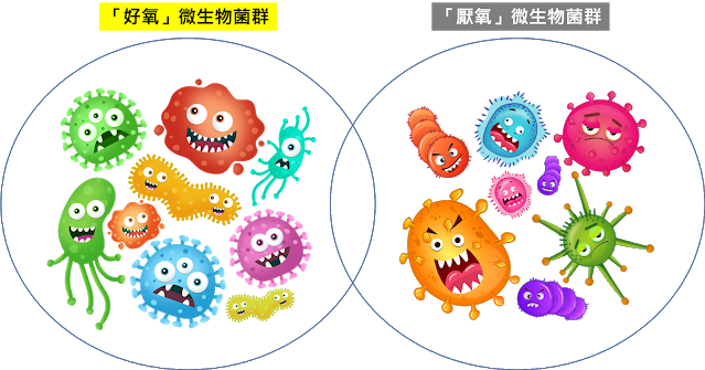 化糞池微生物